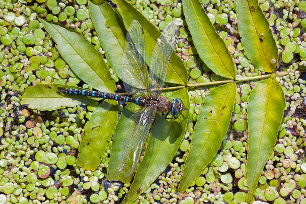 Dragonfly Emperador Azul Europeo (Anax imperator) macho sentado en una hoja de ceniza (Fraxinus) en el sol brillante, vida silvestre flatlay foto
 - Foto, Imagen