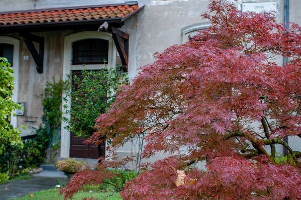 Javor dlanitolistý v zahradě domu. Maple rostlina je jednou z nejrozšířenější a listnatých stromů - Fotografie, Obrázek
