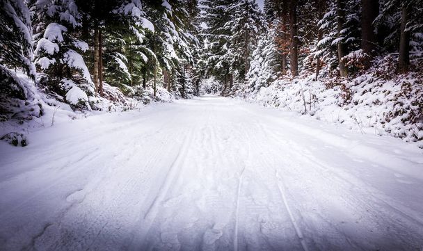 Winter landscape. Road covered in snow in dense forest. - Photo, Image