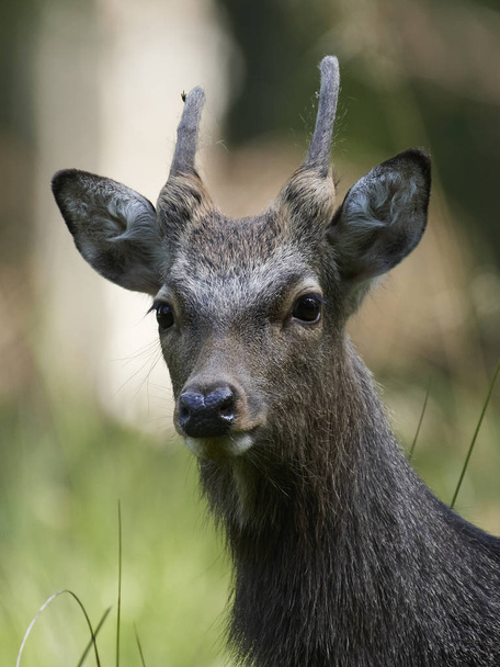 Sika deer (Cervus nippon) in its natural habitat in Denmark - Photo, Image