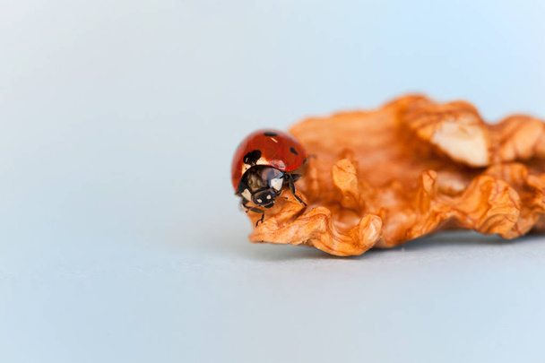 La mariquita se arrastra sobre un núcleo de nuez. Una pequeña Mariquita (coccinella septempunctata
) - Foto, Imagen