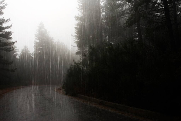 秋の間に重い降雨量の下で松の森 - 写真・画像