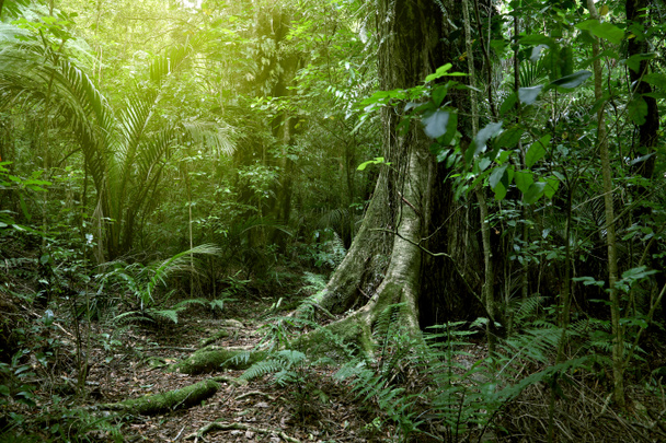 πολύβλαστο πράσινο φύλλωμα σε τροπική ζούγκλα  - Φωτογραφία, εικόνα