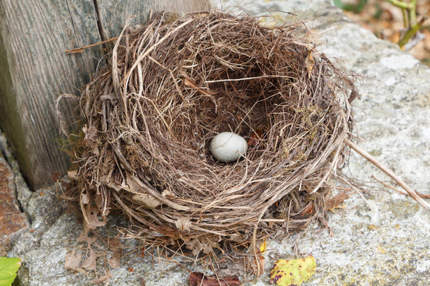 Nest mit einem Ei auf einem Brunnen in einem Garten in der Bretagne - Foto, Bild