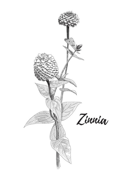 Ζίννια λουλούδι σχεδίασης. Μαύρο και άσπρο γραμμή τέχνη διανυσματικά εικονογράφηση. Χέρι συρμένο Ζίννια λουλούδια και τα φύλλα σκίτσο, doodle. Φόντο βοτανικό αφίσα. - Διάνυσμα, εικόνα