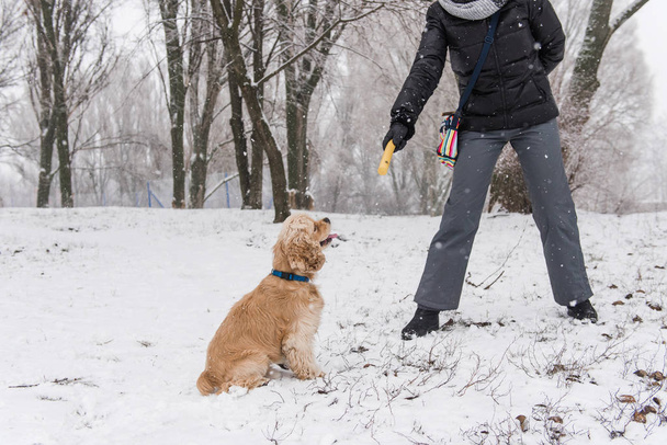 Cocker spaniel training with stick at winter outdoors - Fotografie, Obrázek
