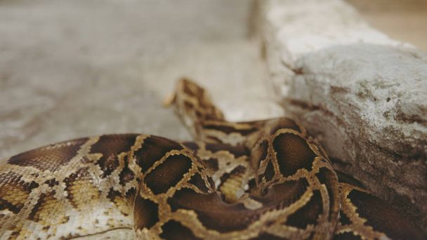 tropical python at the zoo. Dangerous reptiles on planet earth - 写真・画像