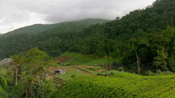 Vue aérienne d'une belle plantation de thé-terrasses
 - Séquence, vidéo