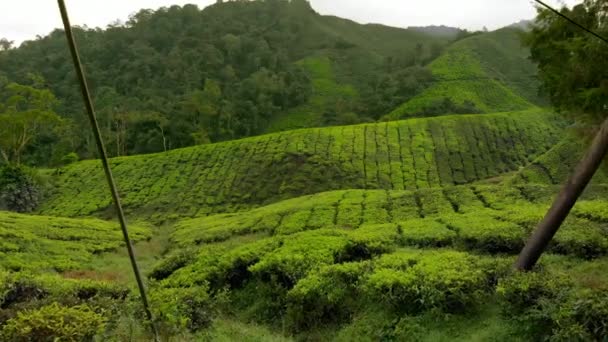 Luftaufnahme einer schönen Teeplantagen-Terrassen - Filmmaterial, Video