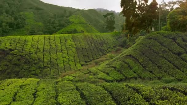 Colpo aereo di una bella piantagioni di tè-terrazze
 - Filmati, video