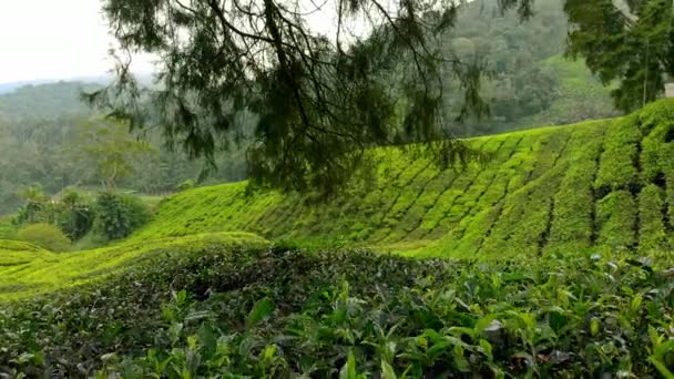 Steadicam πλάνο του μια όμορφη τσάι φυτείες-βεράντες - Πλάνα, βίντεο