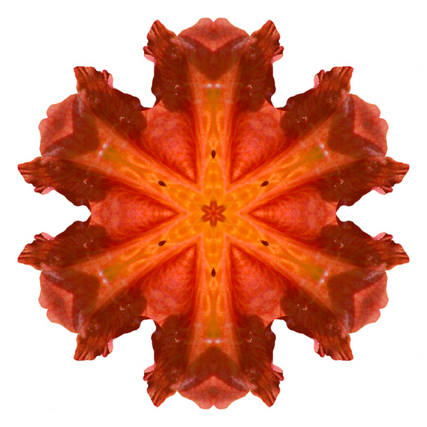 Flower mandala - Foto, Imagem