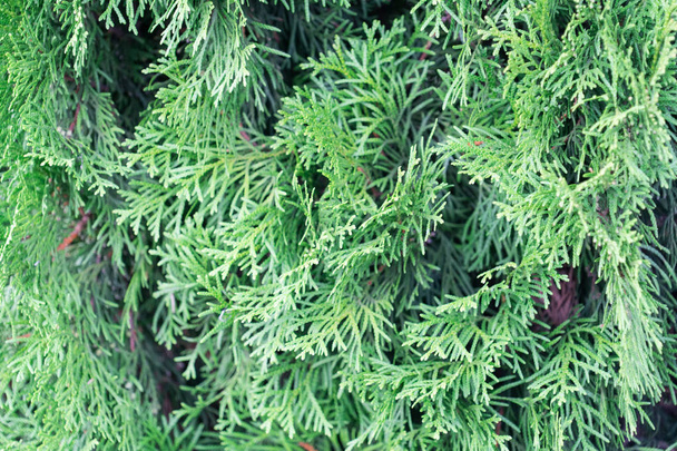Branch of thuja. Close-up photo. Background. Place for your text.. - Foto, Imagem
