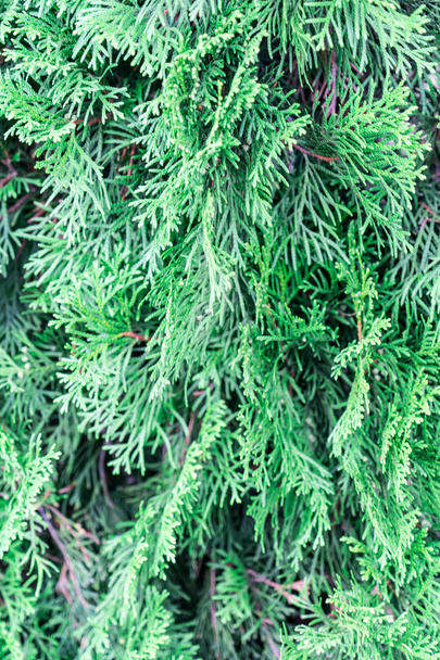 Branch of thuja. Close-up photo. Background. Place for your text.. - Photo, Image