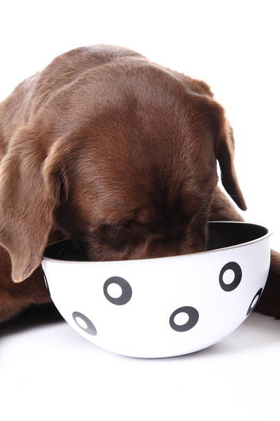 Beautiful dog eating food from bowl - Foto, immagini