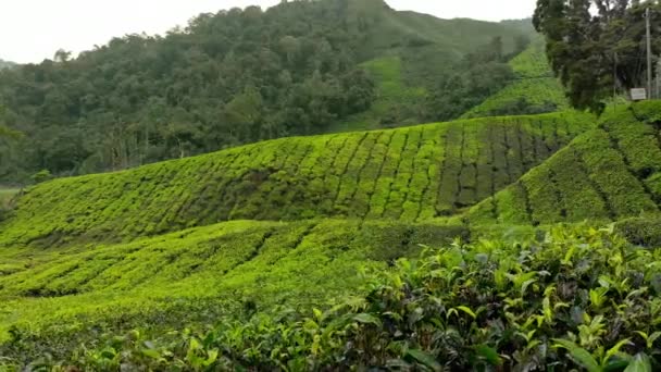 Steadicam strzał z plantacji herbaty piękne-tarasy - Materiał filmowy, wideo