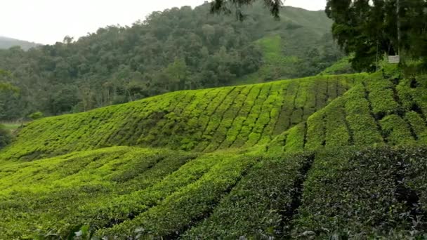 Steadicam shot van een mooie thee plantages-terrassen - Video