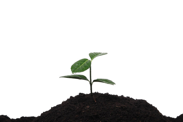 Green plant in ground on white background - Photo, Image