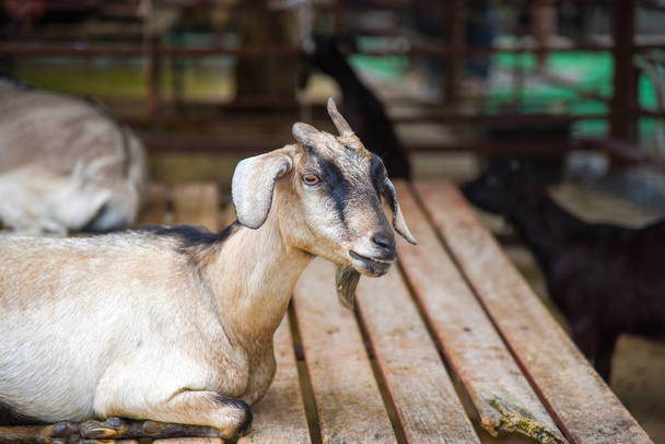 Изолированный козел. Голова смешной глупой белой козы изолировала зоопарк в Бангкоке в Таиланде
 - Фото, изображение