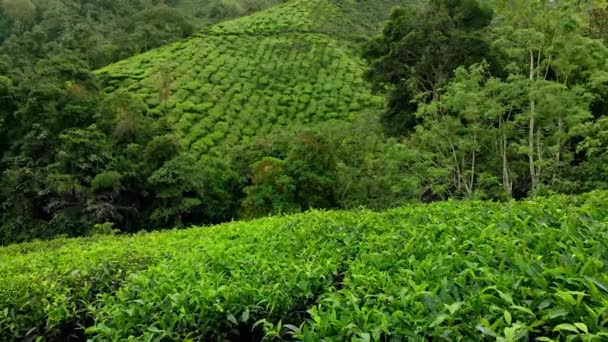 Luftaufnahme einer schönen Teeplantagen-Terrassen. - Filmmaterial, Video