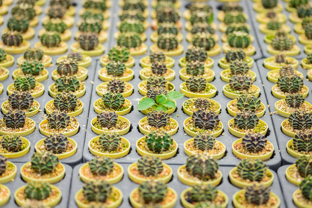 mooie kleine cactus in de Plant kwekerij - Foto, afbeelding