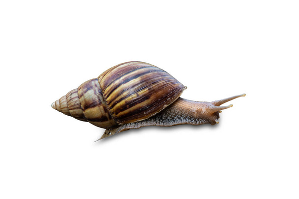 Big snail in shell crawling isolated on white background with clipping path - 写真・画像