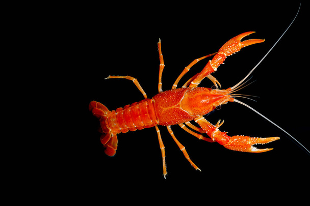 rák Procambarus vízből szellem az akváriumban - Fotó, kép