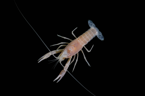 cangrejo de río Procambarus clarkii fantasma en el acuario
 - Foto, Imagen