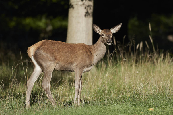 Red deer in its natural habitat in Denmark - Photo, Image
