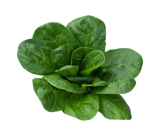 Spinach Isolated - Photo, Image