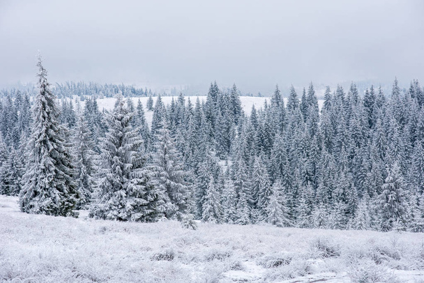 Yılbaşı ve yeni yıl arkaplanı Dağlardaki kış ağaçları karla kaplı - Fotoğraf, Görsel