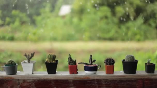 Συλλογή φυτά χυμώδεις ποτ - Πλάνα, βίντεο