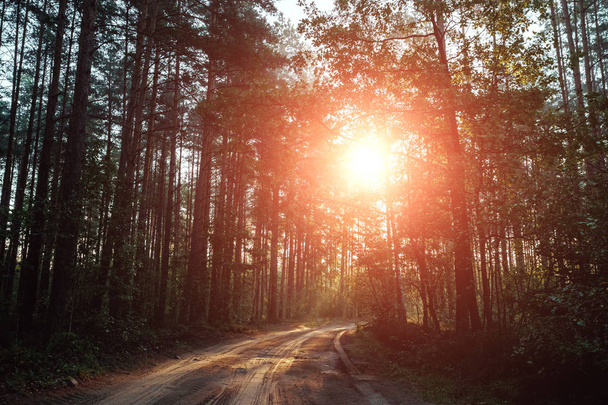 Les rayons du soleil traversent les branches jusqu'à la route, l'aube dans la forêt
. - Photo, image