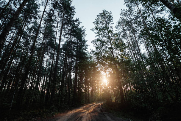 Промені сонця проходять крізь гілки на дорогу, світанок у лісі
. - Фото, зображення