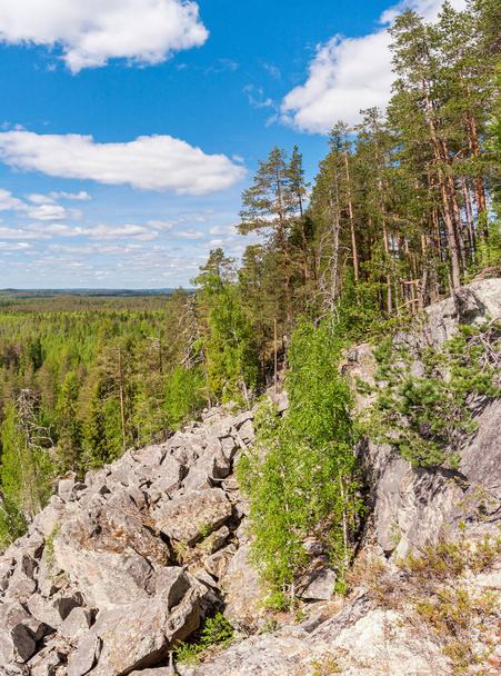 Drzewa na zboczu góry Lynx w Karelii - Zdjęcie, obraz