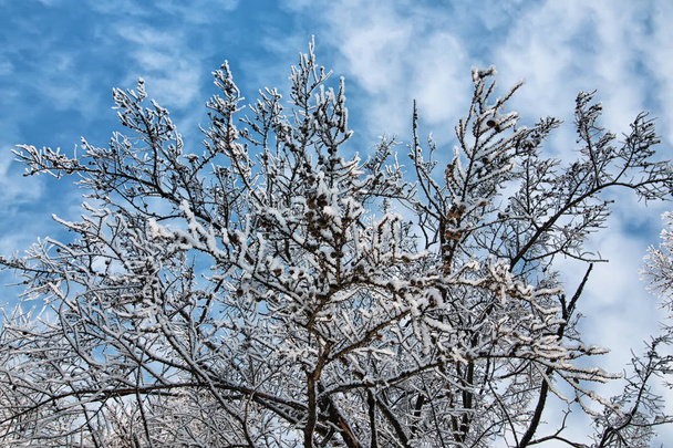 inverno neve coperto rami d'albero - Foto, immagini