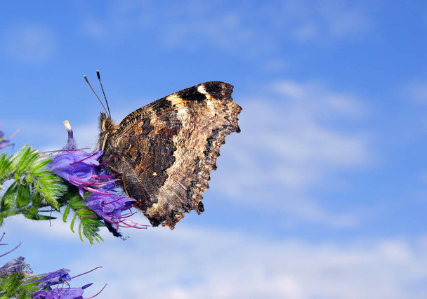 όμορφη πεταλούδα στο λουλούδι κατά της μπλε του ουρανού. πεταλούδα μεγάλη ταρταρούγα.  - Φωτογραφία, εικόνα