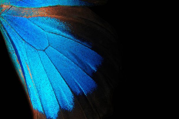 Les ailes du papillon Ulysse. Gros plan. Ailes d'un fond de texture papillon
. - Photo, image