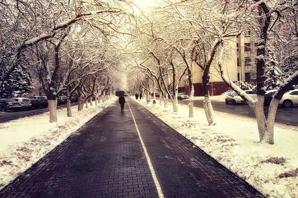 πεζόδρομου/διάδρομου δέντρο Χειμώνας - Φωτογραφία, εικόνα