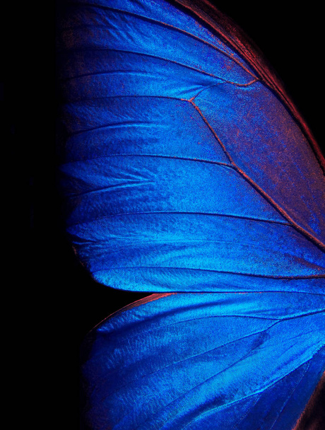 Flügel eines Schmetterlings Morpho Textur Hintergrund. Schmetterling.   - Foto, Bild