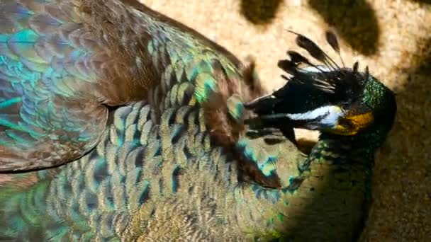 Elegáns vadon élő egzotikus madár, színes művészi toll. Közelről páva texturált készülékek baramfiről tollak. Repülő indiai zöld páva - Felvétel, videó