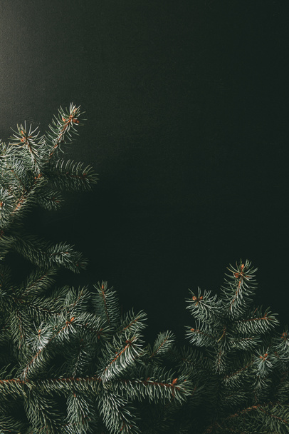 decorative green fir branches on dark background with copy space - Fotó, kép