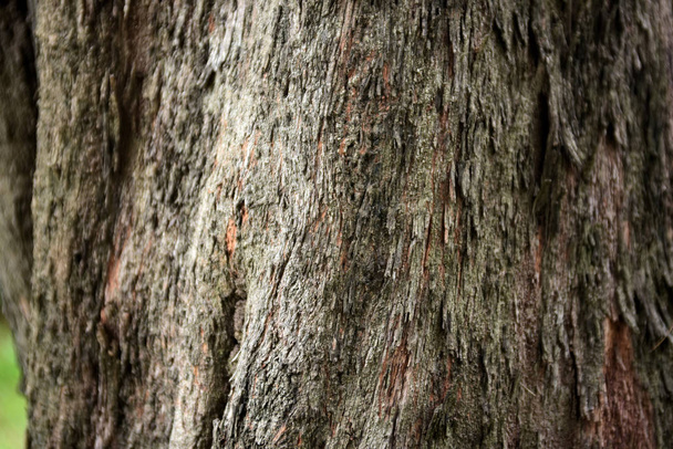 Stare tło kory drzewa - Zdjęcie, obraz