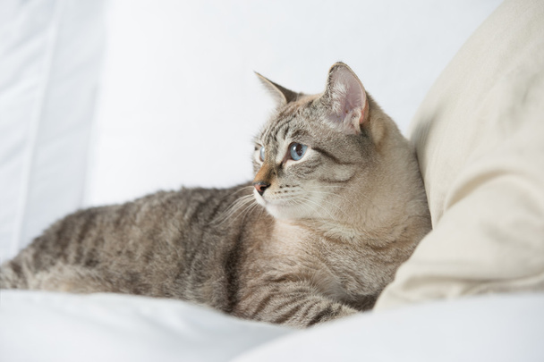 Cute tabby cat at home - laying on sofa and relaxing - 写真・画像