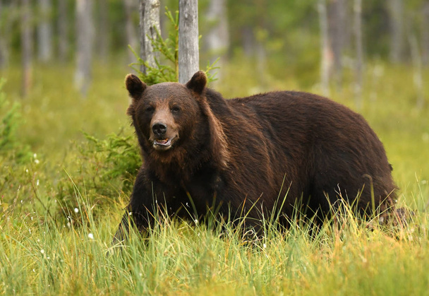 Luonnonvarainen ruskea karhu luonnollisessa elinympäristössä
 - Valokuva, kuva
