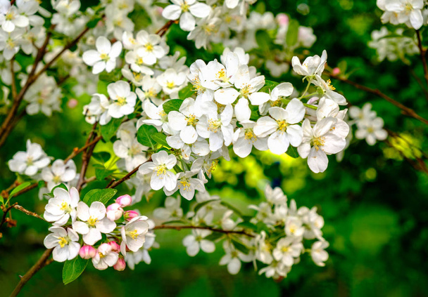 The twig of a blossoming cherry tree in a garden in spring. - Photo, Image