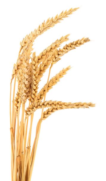白い背景に単離された小麦の熟した耳. - 写真・画像