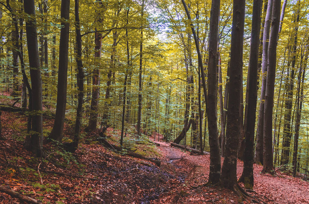 Bela floresta de outono em uma área montanhosa
 - Foto, Imagem