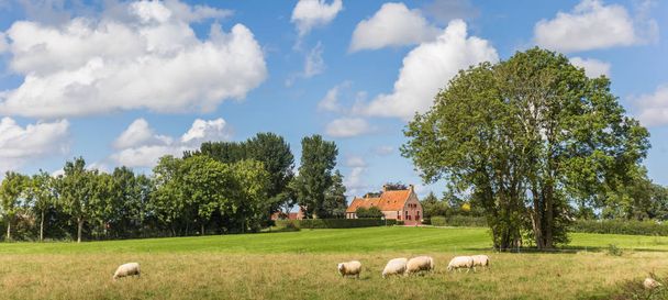 Панорама овець у голландського пейзажу поблизу Wetsinge, Нідерланди - Фото, зображення