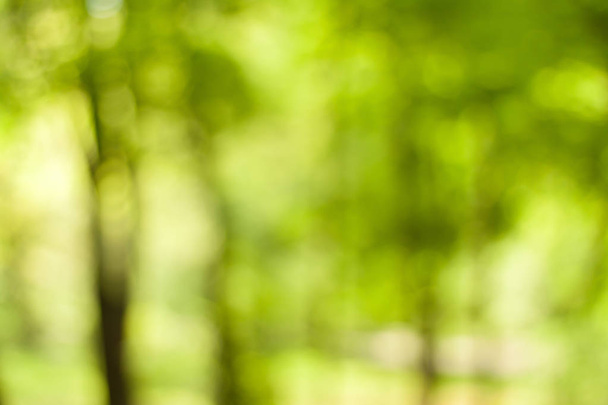 Blurry nature wallpaper. Forest bokeh background. Green defocused backdrop for your design. - Photo, Image